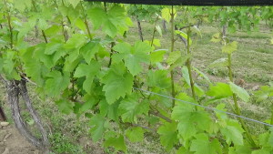 The Vines were a popular stop for many amateur photographers in attendance at Jonathan Edwards' spring Fest. (photo credit: Ryan Jacobson)